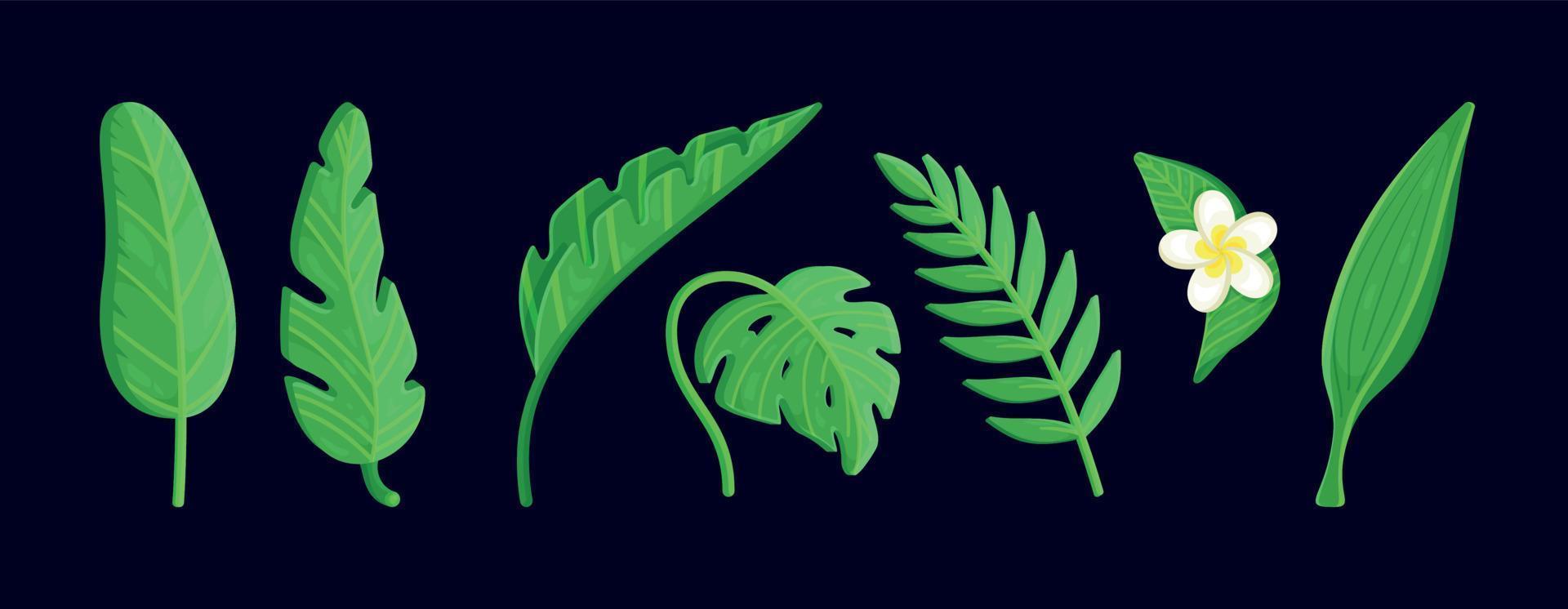 ritning av tropiska löv. monstera och palmdjungelblad, grönt exotiskt löv, natur botanisk dekorativ samling. vektor