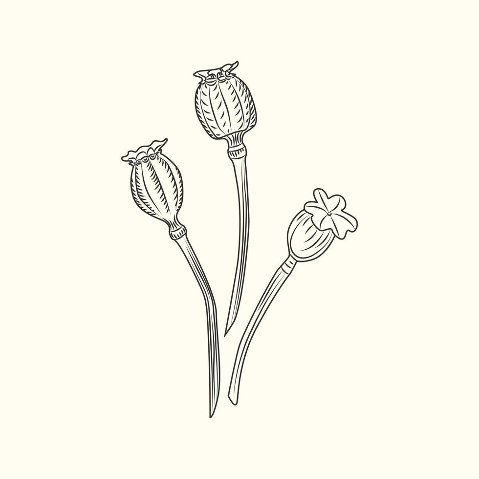 vallmo blomma isolerade illustration. vallmo gravyr vintage stil. vektor