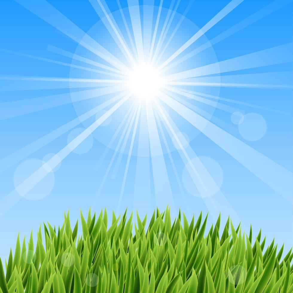 grönt gräs och solstråle vektor