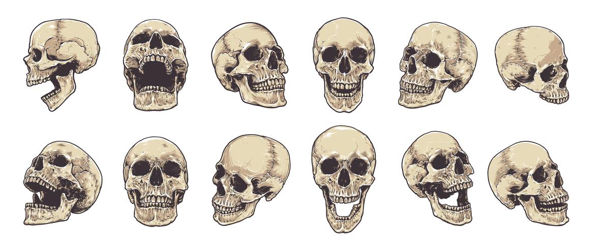 anatomisk skalle vektor uppsättning