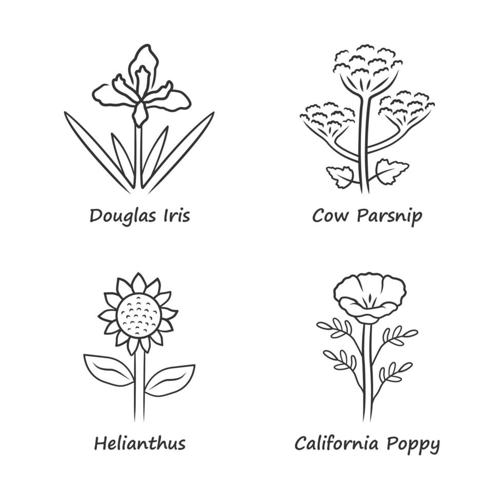 wilde Blumen lineare Symbole gesetzt. Douglasie, Kuhpastinake, Helianthus, Kalifornischer Mohn. blühende Wildblumen, Unkraut. Feld, Wiesenpflanzen. dünne Linienkontursymbole. isolierte skizzenillustrationen vektor