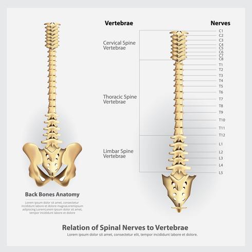 Rückenmarksnerven und Wirbelsegmente und Wurzeln Vector Illustration