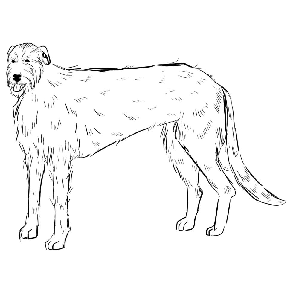 irländsk varghund hund isolerad på vit bakgrund. vektor