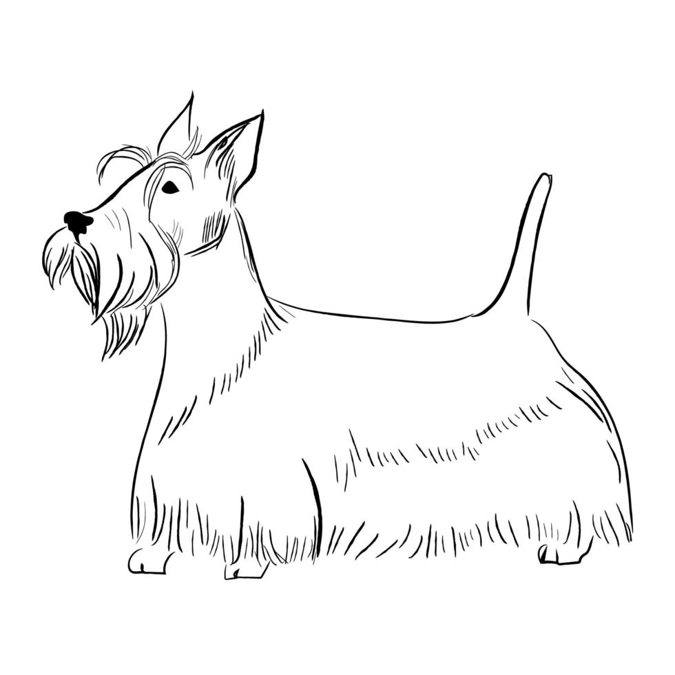 Scottish Terrier Hund isoliert auf weißem Hintergrund. vektor