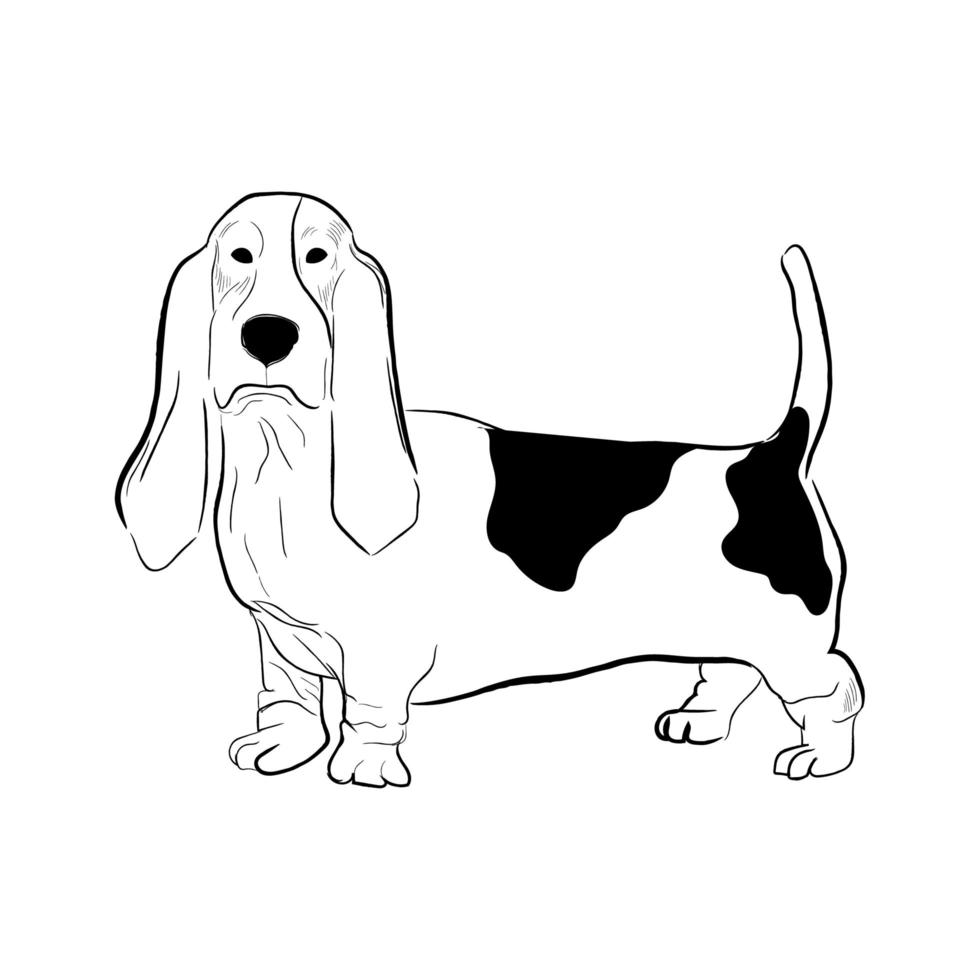 basset hound hund isolerad på vit bakgrund. vektor