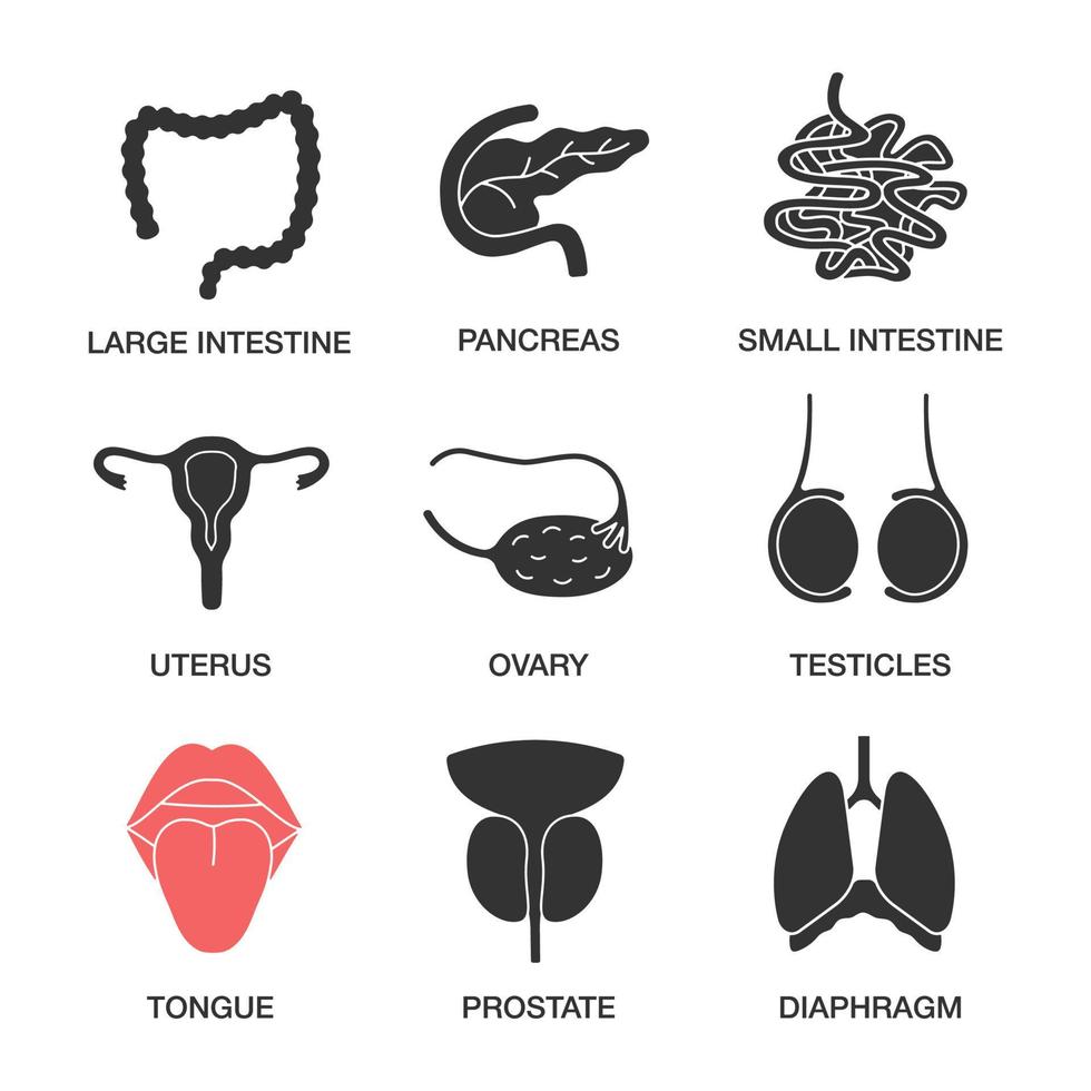 mänskliga inre organ glyfikoner set. tjock- och tunntarm, bukspottkörtel, livmoder, äggstock, testiklar, tunga, prostata, diafragma. siluett symboler. vektor isolerade illustration