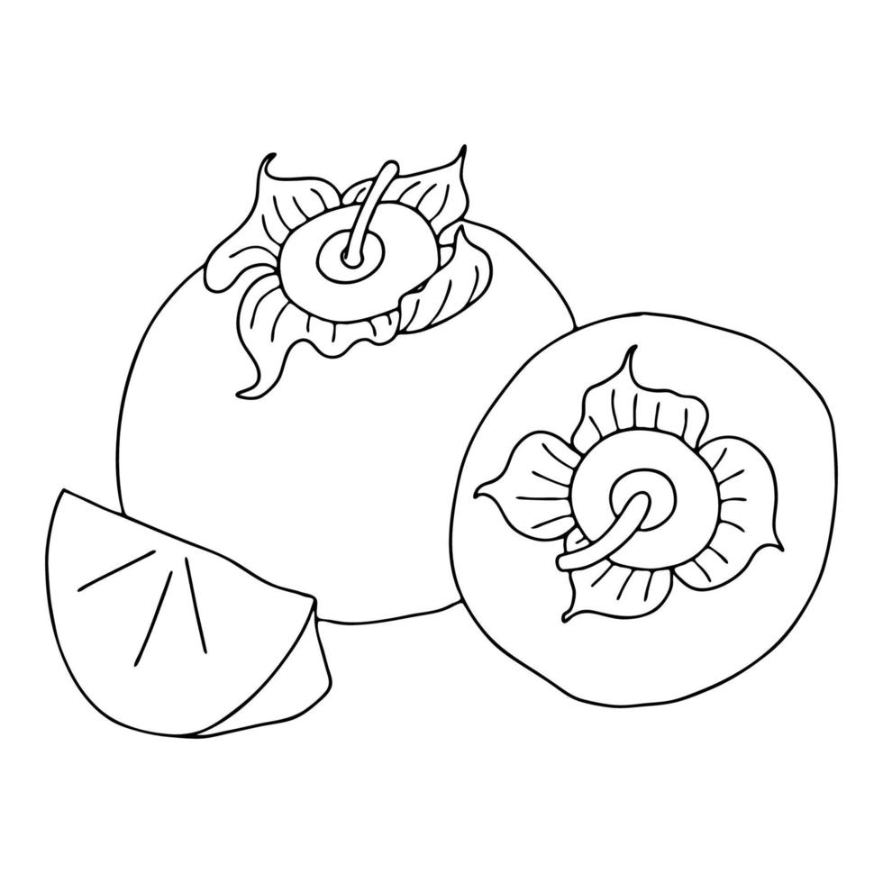 persimmon disposition drawing.svartvit bild av en frukt i klotterstil. hel och skivad frukt.coloring.vector image vektor