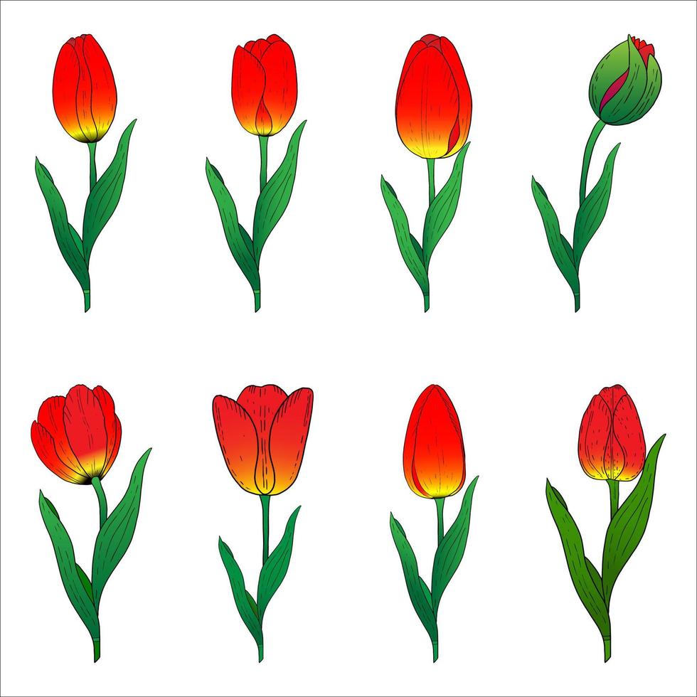 rote tulpe handgezeichnete zeichnung. stilisiertes bild einer tulpenblume. eine tulpe lokalisiert auf einem weißen hintergrund. vektor