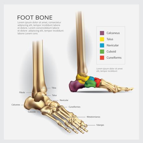 Fußknochen-Anatomie-Vektor-Illustration vektor