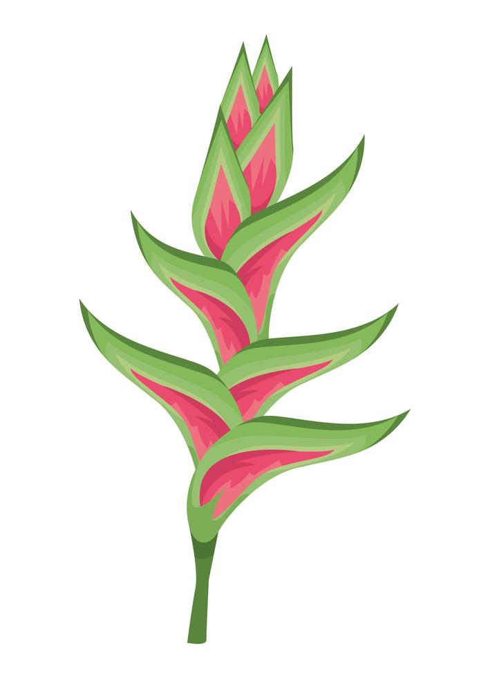 heliconia exotische pflanze vektor