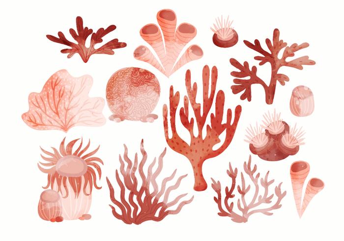 Vector Hand Drawn Set Corals