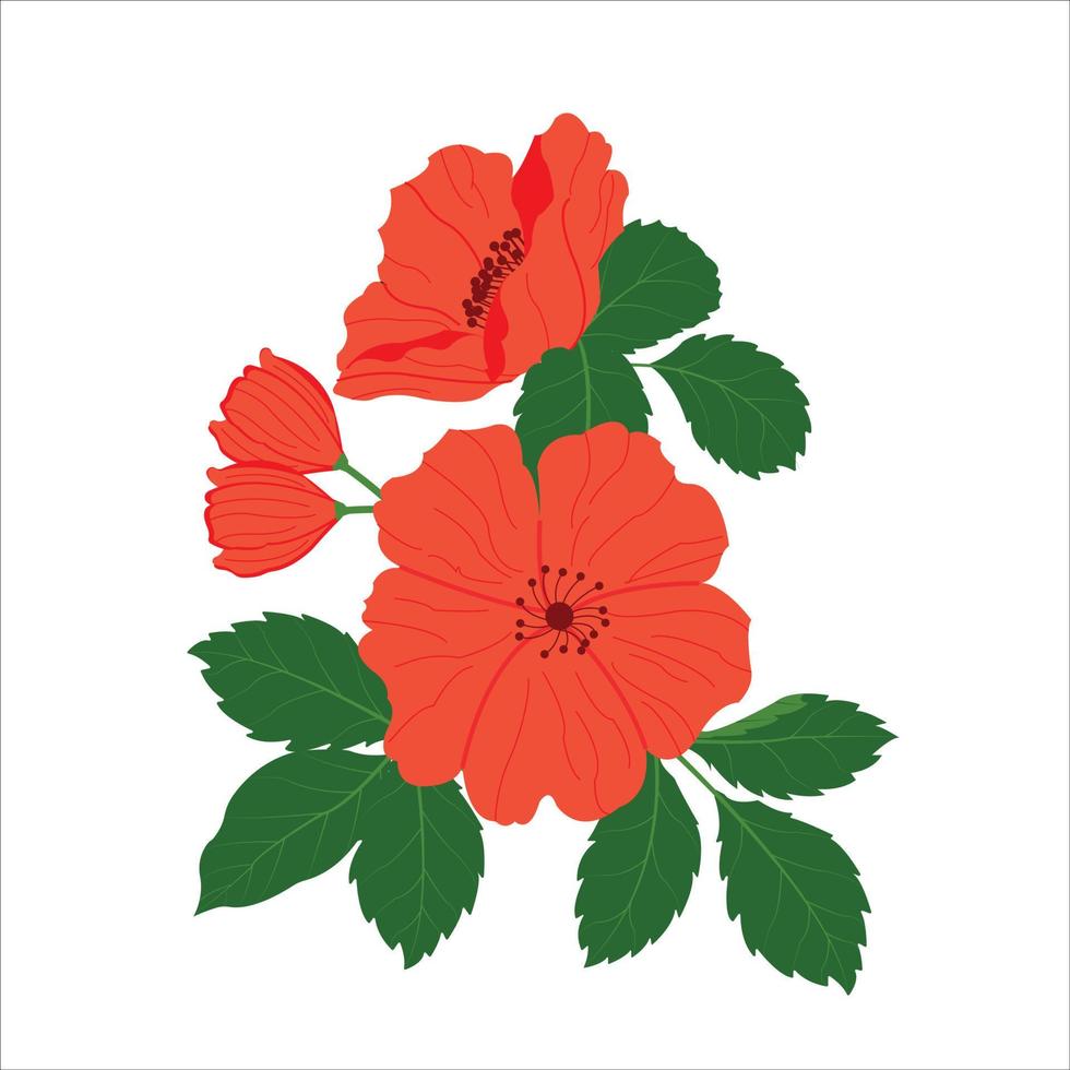 illustration. hibiskus, kinesisk ros färg röd. vektor