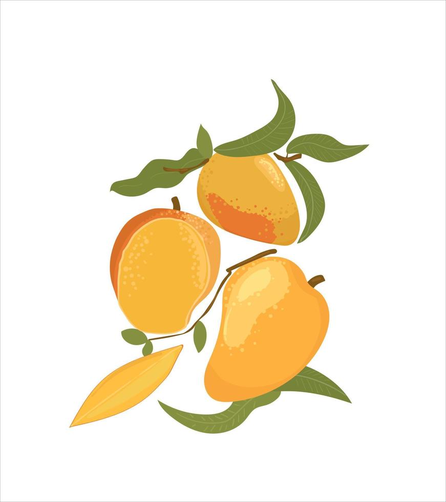 reife Mango, ganze und halb geschnittene Mango. süße Frucht Mango handgezeichnete Vektorillustration isoliert auf weißem Hintergrund. Reihe von hellen, leckeren Früchten mit Blättern. vektor