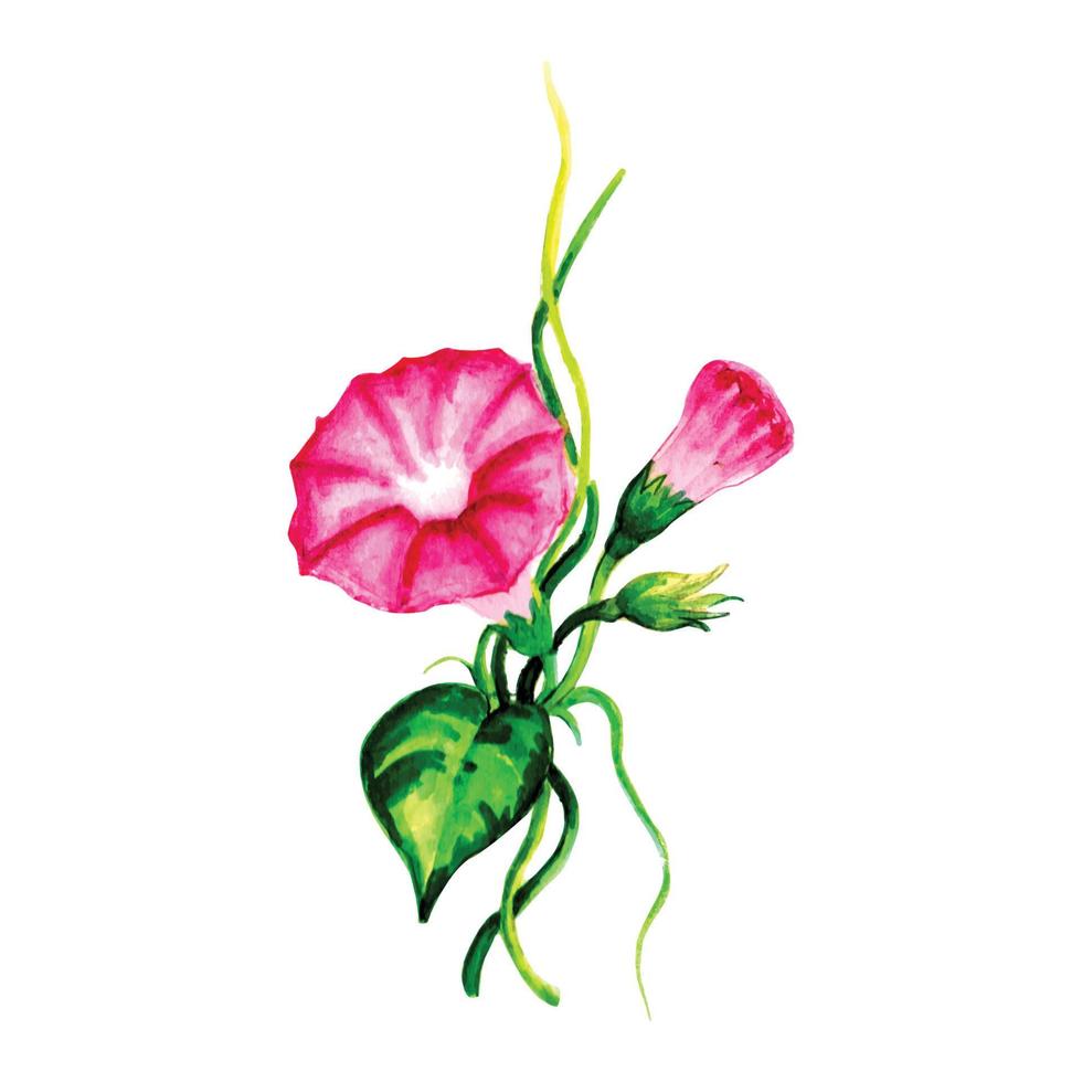 akvarell illustration av morning glory blomma. vektor