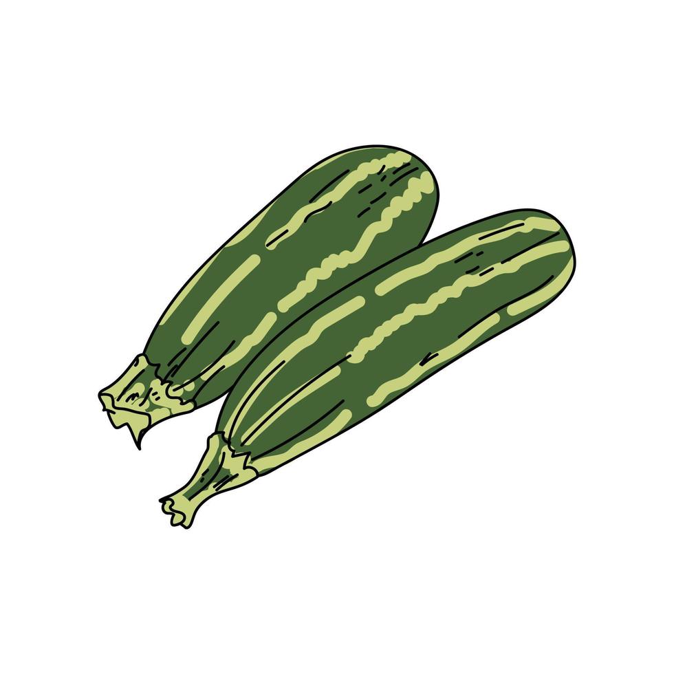 zwei grüne Zucchini, Vektorhandzeichnungsillustration, Erntezeichnung vektor