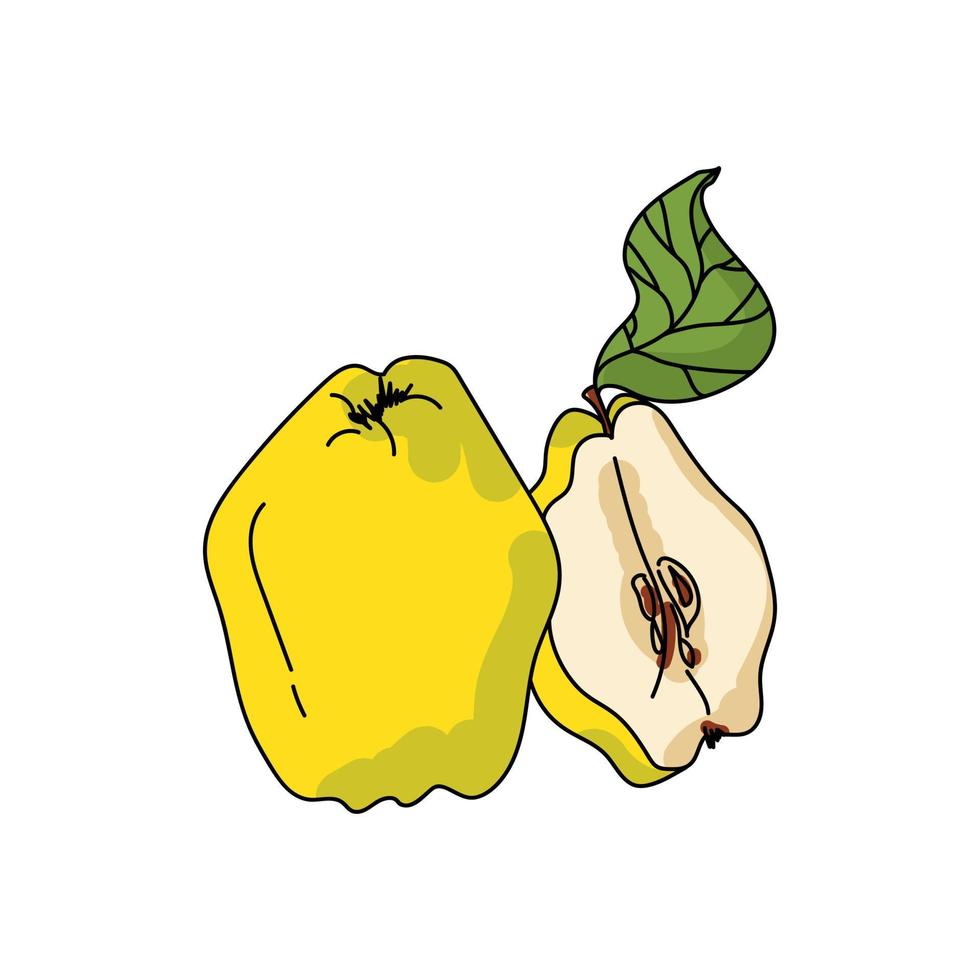 gelbe Quittenfrucht mit grünem Blatt, Apfelquittengartenernte, Vektorhandzeichnungsillustration vektor