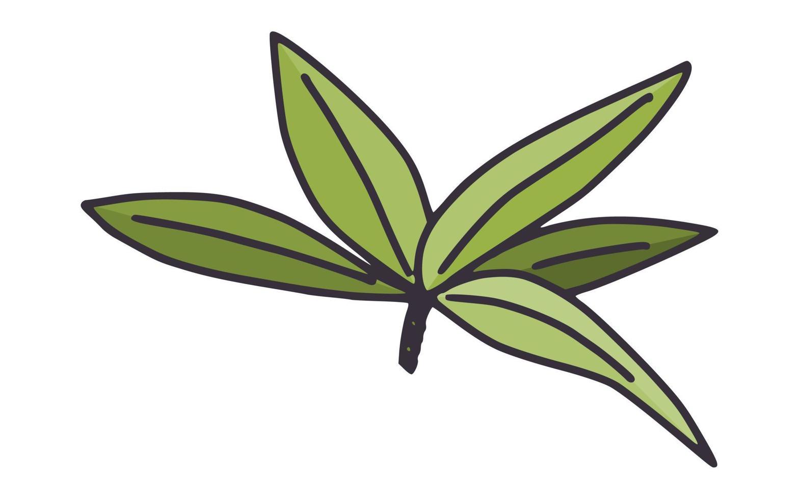 Spa-Blätter der Aloe-Pflanze. Gekritzel einfache Zeichnung vektor