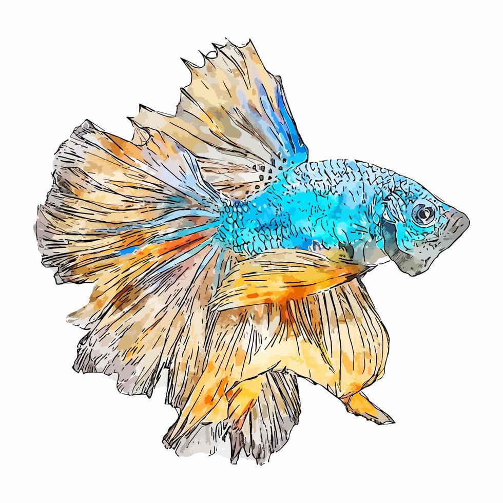 betta fische aquarell skizze handgezeichnete illustration isoliert weißer hintergrund vektor