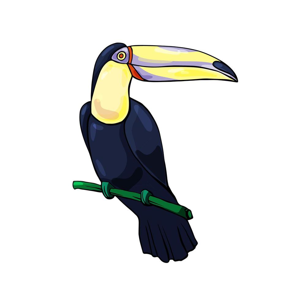 Tukan-Vogel-Cartoon-Figur isoliert auf weißem Hintergrund. Fauna Südamerikas. Wildtierillustrationen für die Zoowerbung, das Konzept der Natur, Kinderbuchillustration. vektor