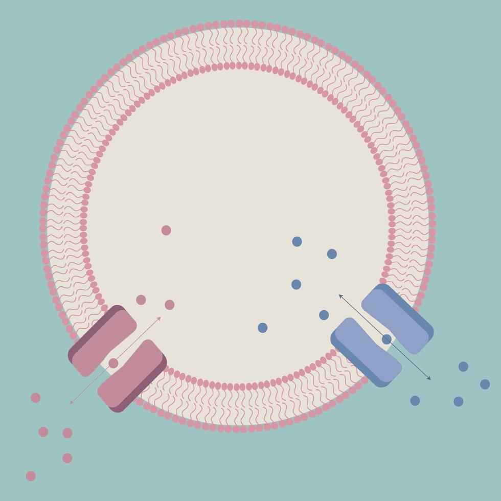 Zelle mit Lipiddoppelschichtmembran und Membrantransportern vektor
