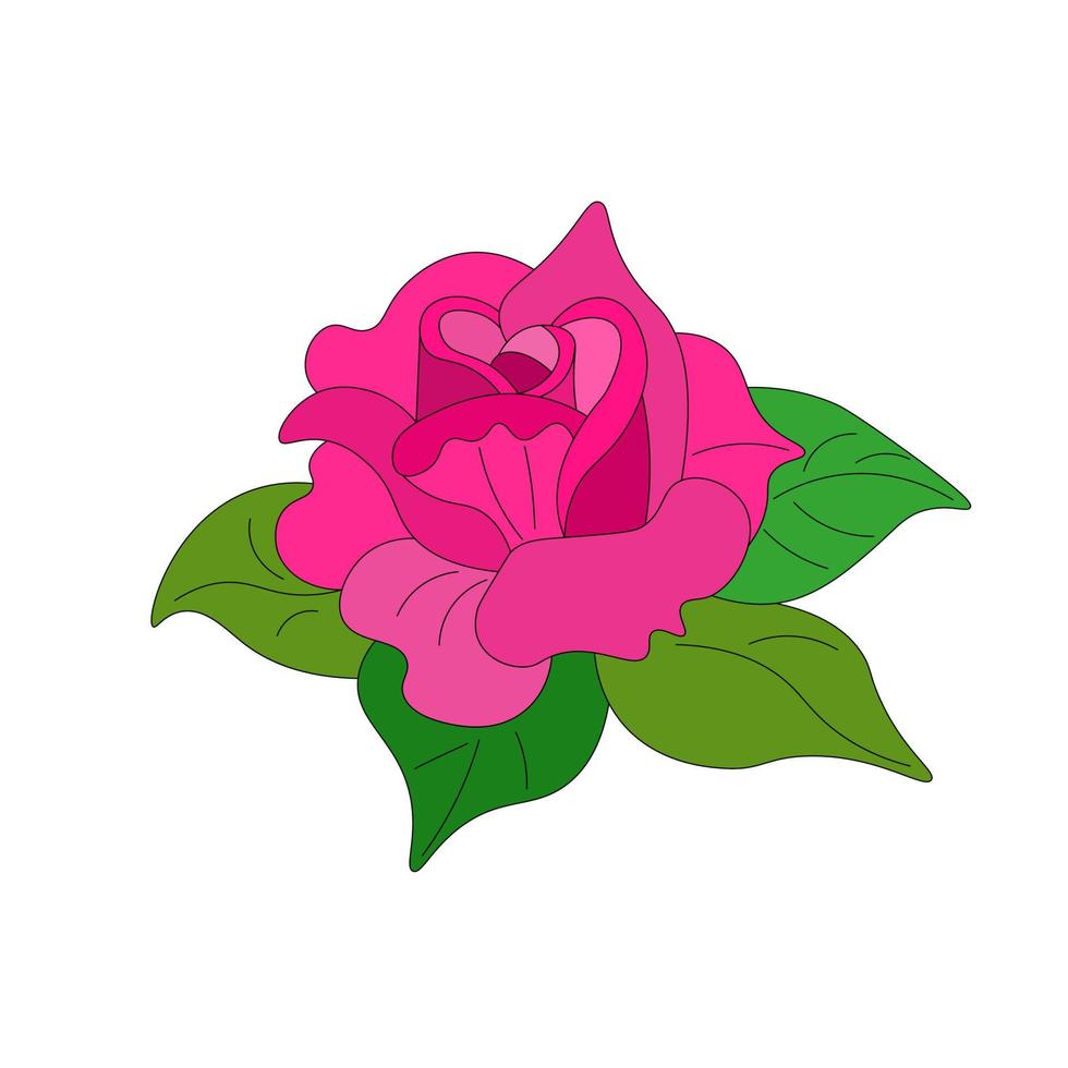 ett element är rosa blommande ros med löv. botanisk illustration. för att göra bukett, ett inbjudningskort. rosdagen, kärlekens blomma. vektor