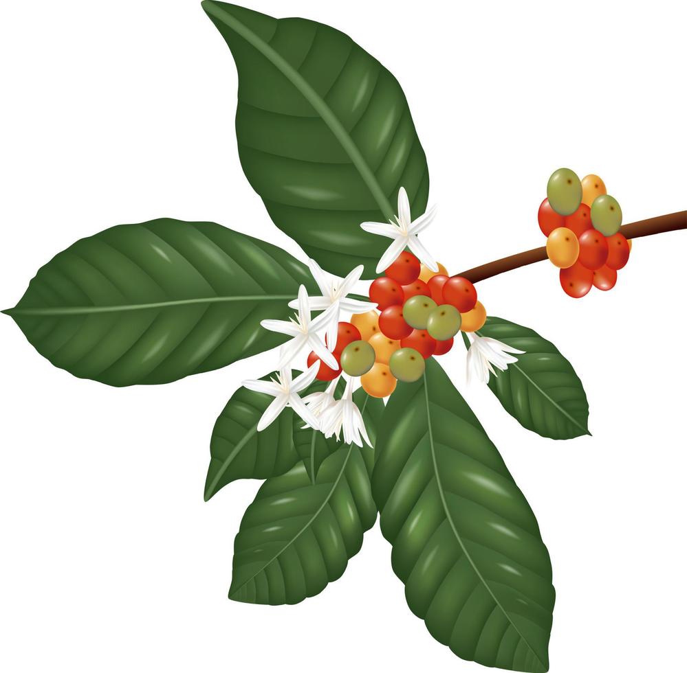 illustration av kaffearter gren med kaffebär och blomma vektor