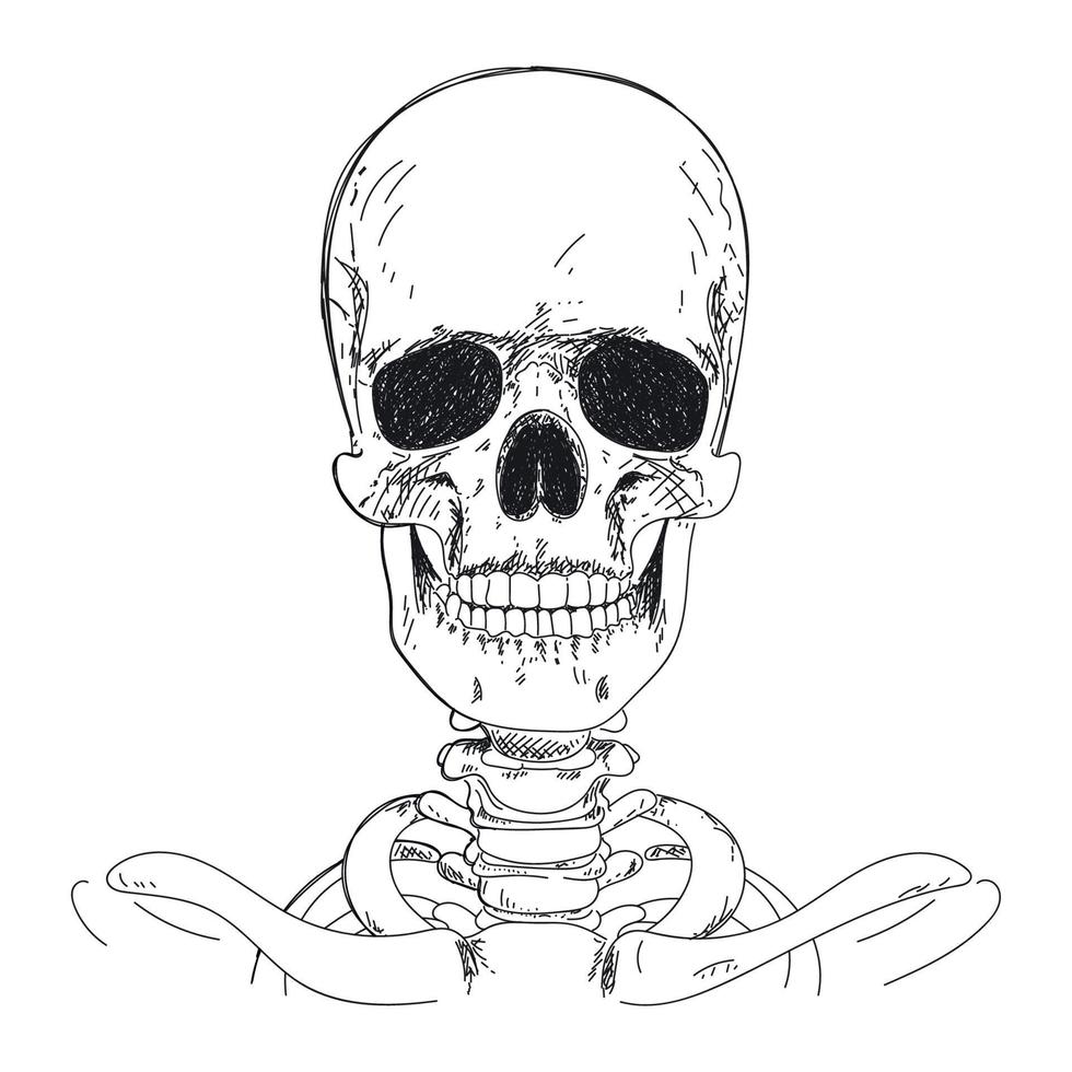 Handzeichnung des menschlichen Skeletts. menschlicher Schädel vektor