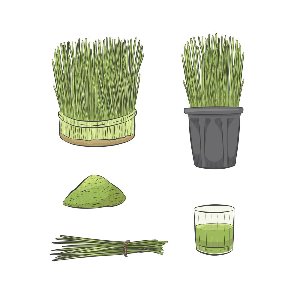 grönt vetegräs växande vektorsamling. glas grön råjuice. vektor