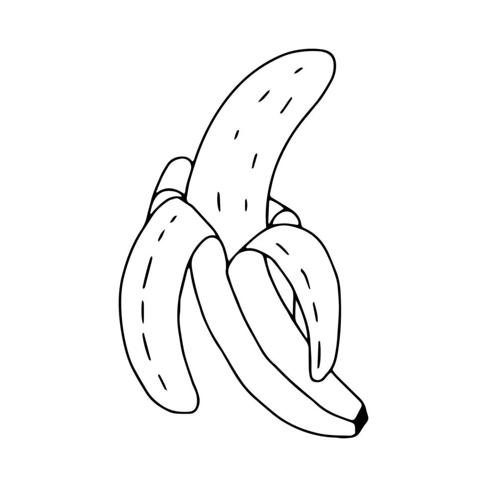 Banane halb geschälte gezeichnete Umrisse. Frucht im Doodle-Stil. Schwarz-Weiß-Bild. Banane isoliert auf weißem Hintergrund. Vektorillustration vektor