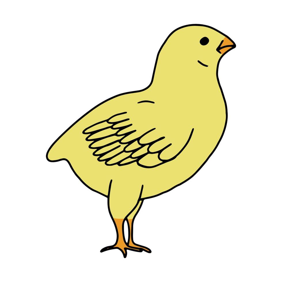 kyckling gul handritad linjeteckning. contour drawing.crawl.drawing för påskhelgen. liten kyckling.fågelhus.vektor vektor