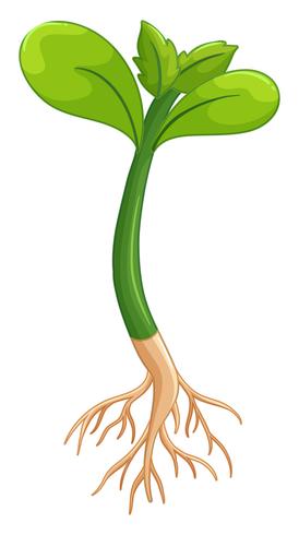 Pflanze mit grünen Blättern und Wurzeln vektor
