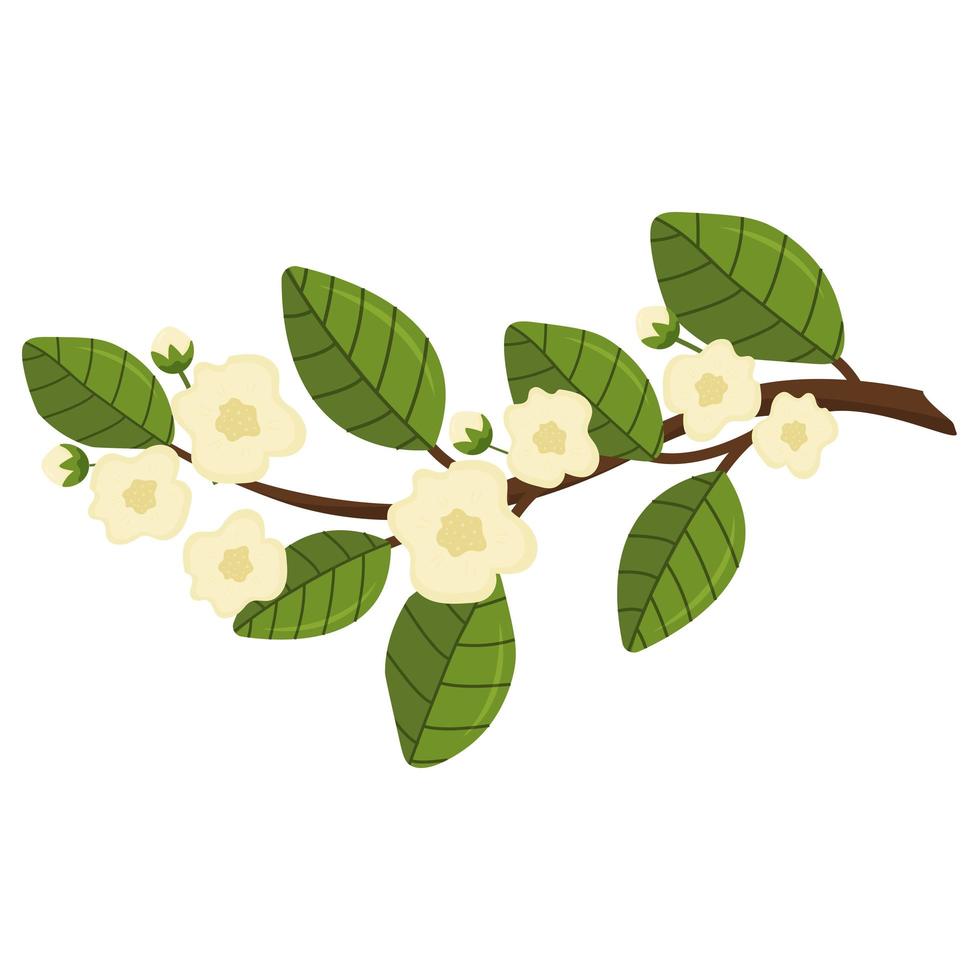 blommande uppsättning blommande äpple- eller päronträdsgrenar, blommor och gröna blad för din design. våren illustration, blomma vektor dekoration, isolerad bild