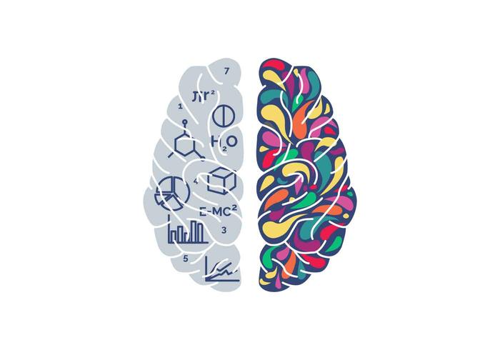 vektor illustration av mänskliga hjärnhalvor