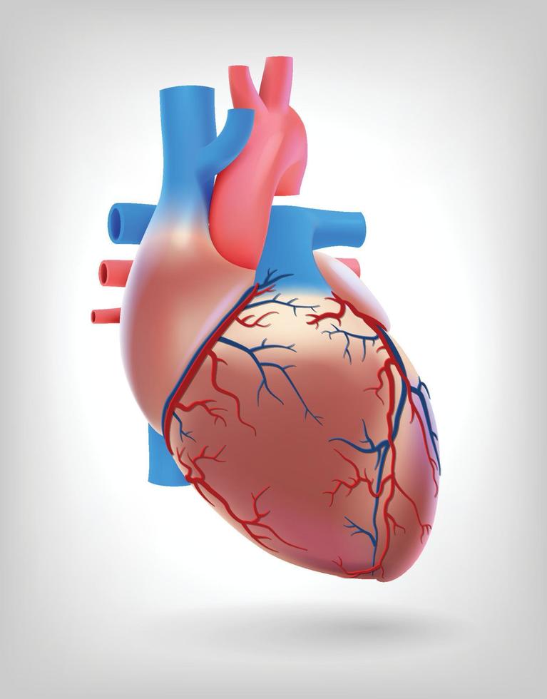 Die Abbildung zeigt die Arterien des menschlichen Herzens. vektor
