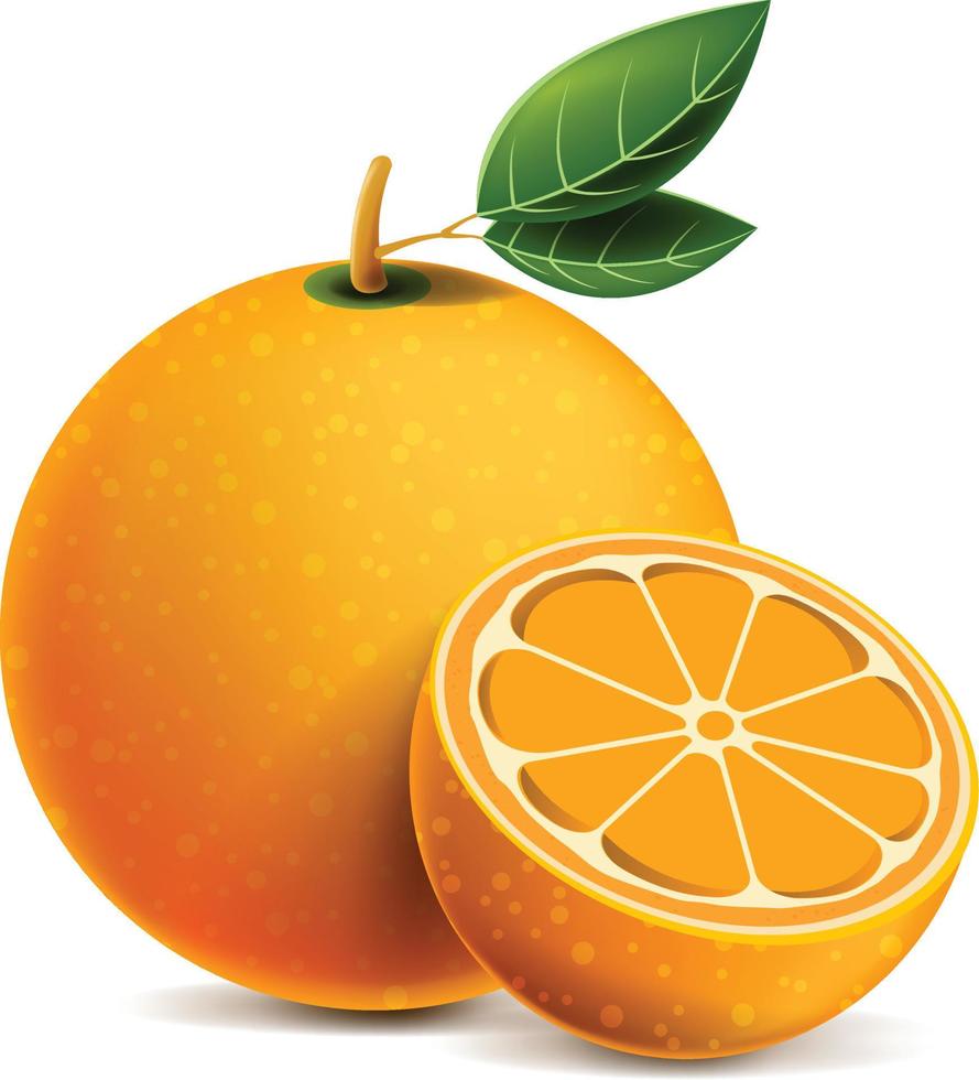 hel apelsin och skivor av apelsin. vektor illustration av apelsiner. helt redigerbart handgjort nät.