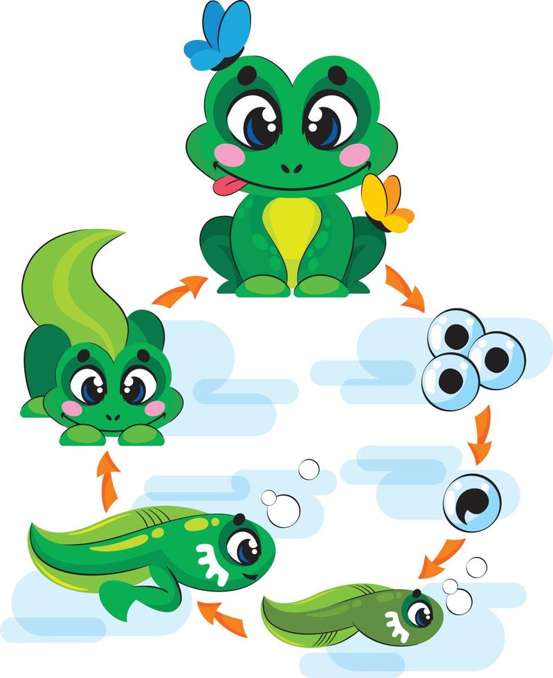 Entwicklungszyklus eines Frosches vom Ei zum Embryo und zur Kaulquappe. pädagogische kinderillustration vektor