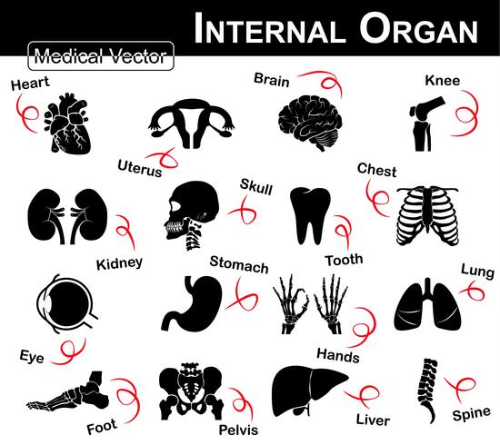 Inre organ ikon (hjärta, livmodern, hjärnan, knä, njure, skalle, nacke, tand, bröst, öga, mage, händer, lunga, fot, bäcken, lever, ryggrad) vektor