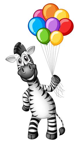 Nettes Zebra, das bunte Ballone anhält vektor