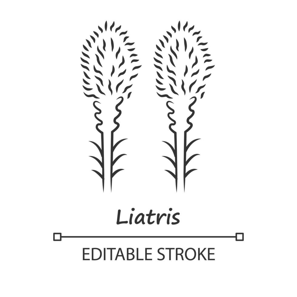 Lineares Symbol für Liatris. dünne Liniendarstellung. lodernde sternblühende blume mit namensaufschrift. Zwerg-Schwulenfeder-Pflanze. Wildblume. Frühlingsblüte. Vektor isoliert Umrisszeichnung. editierbarer Strich