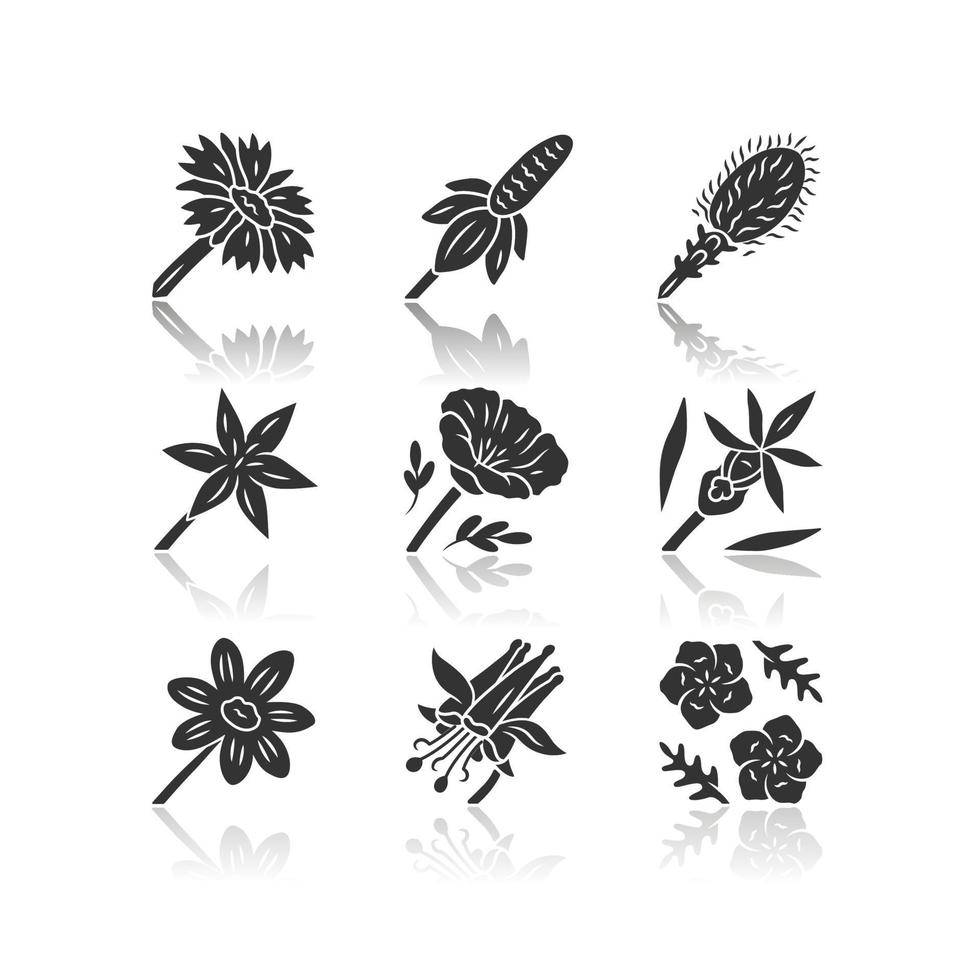 vilda blommor skugga svart glyf ikoner set. mexikansk hatt, liatris, vanlig stjärnlilja, vallmo, calypso orkidé, coreopsis, crimson akleja, blå lin, filtblomma. isolerade vektorillustrationer vektor