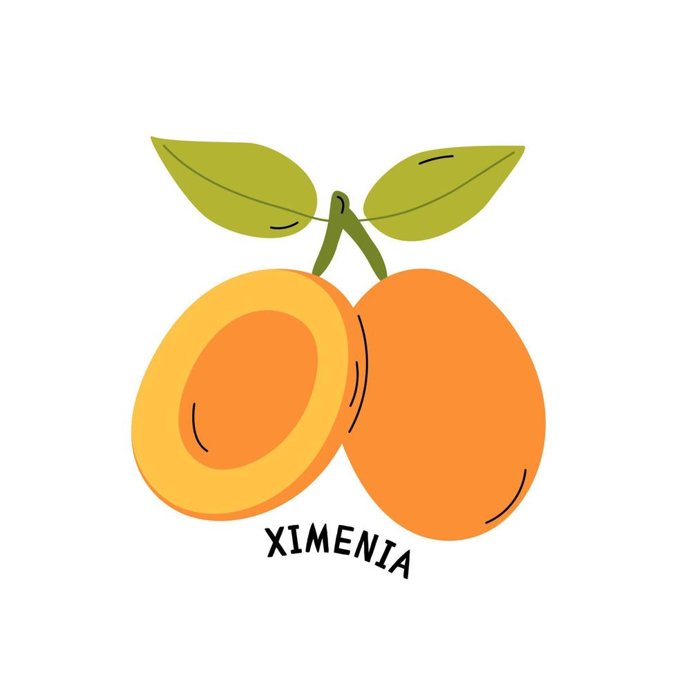 süße bio-frucht ximenia. Farm exotisches tropisches Essen. Vektor-Cartoon-Illustration. vektor