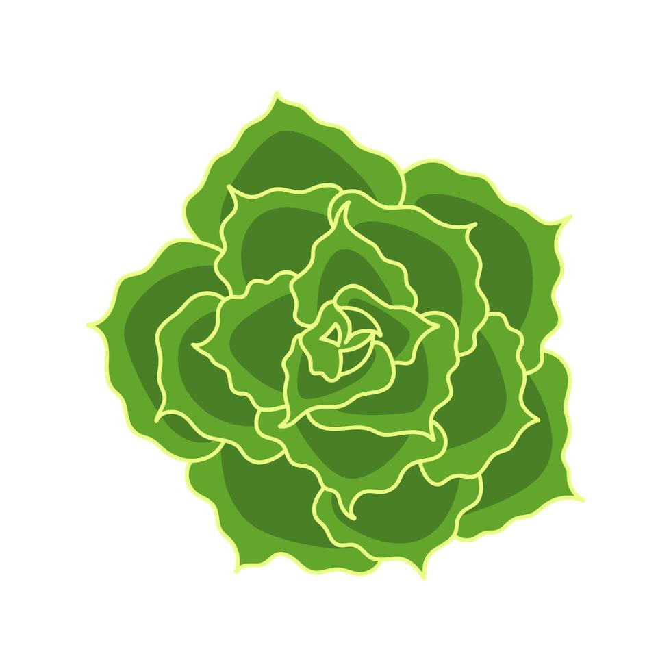 saftige echeveria shaviana im cartoon-stil. Wüstenblume grüne Rose. Zimmerpflanze für Druck und Design. vektorillustration, lokalisiertes element auf einem weißen bakcground vektor