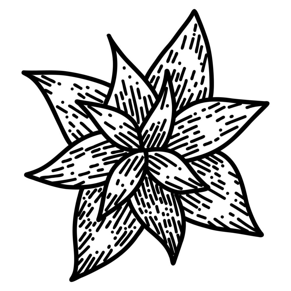 Weihnachtsstern Blume im Cartoon-Doodle-Stil. weihnachtssternpflanze lineare schwarze illustration vektor