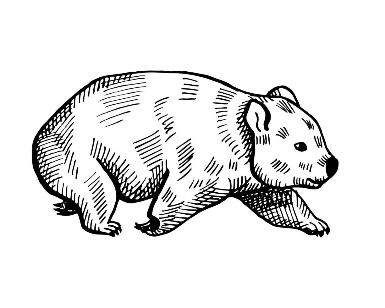 vintage illustration av wombat på isolerade vit bakgrund. vektor illustration djur från australien.