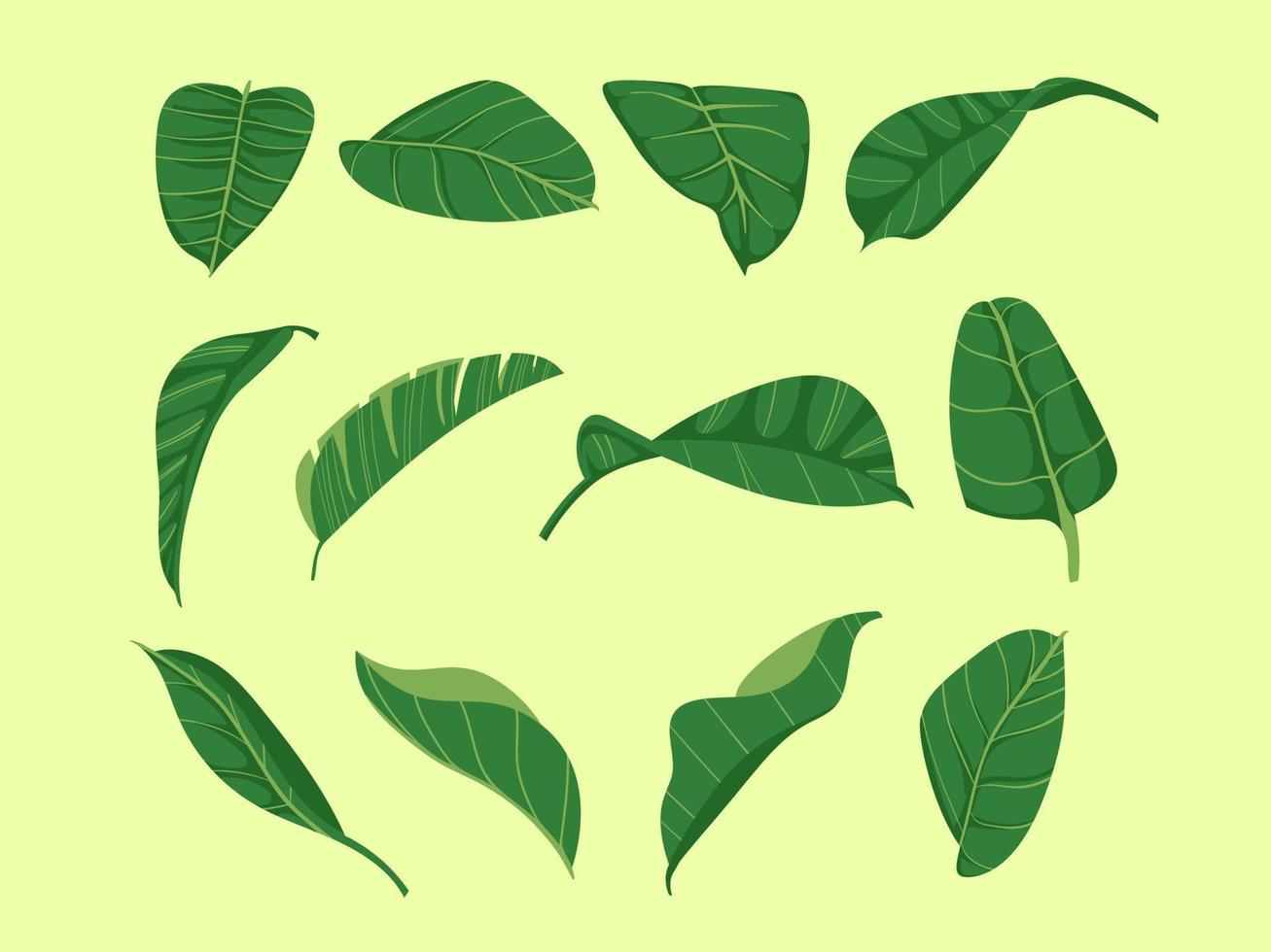 uppsättning monstera blad clipart. Tropic botaniska palmblad samling. vektor