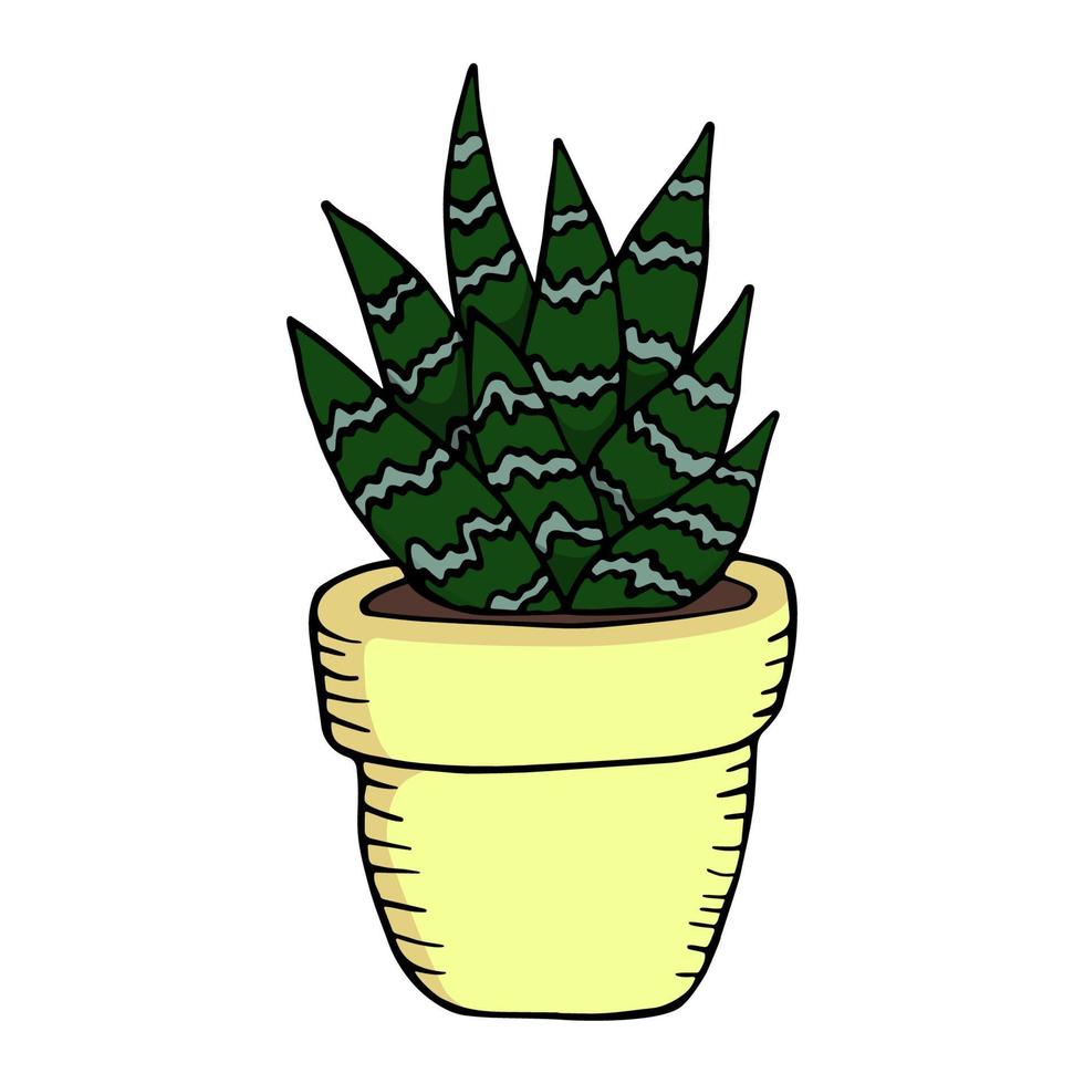 Tiger-Aloe im Doodle-Stil. Cartoon-Rebhuhnbrust-Aloe. bunte Vektorillustration lokalisiert auf weißem Hintergrund vektor