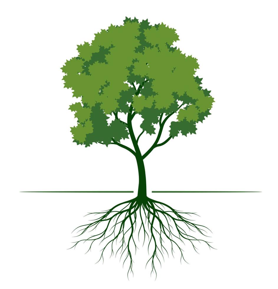 grüner Baum mit Blättern und Wurzeln. Vektor-Umriss-Illustration. Pflanze im Garten. vektor
