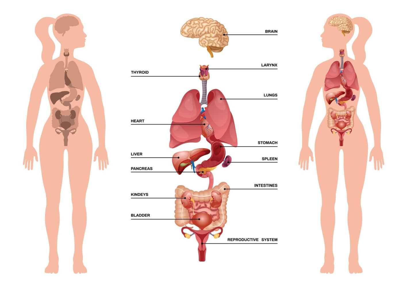 inre mänskliga organ infographic vektor