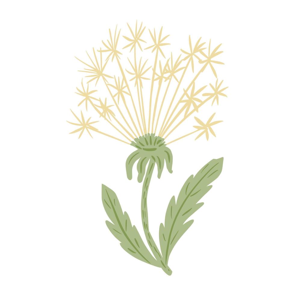 weiße Blume Löwenzahn isoliert auf weißem Hintergrund. schöne handgezeichnete botanische skizzen für jeden zweck. vektor