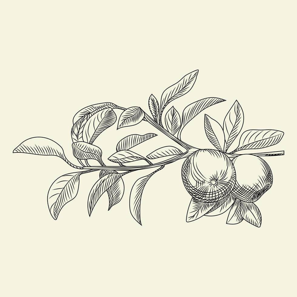 handritad äpple vektorillustration. gravyr vintage stil. vektor